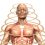 3D render of a male figure with a detailed muscle map